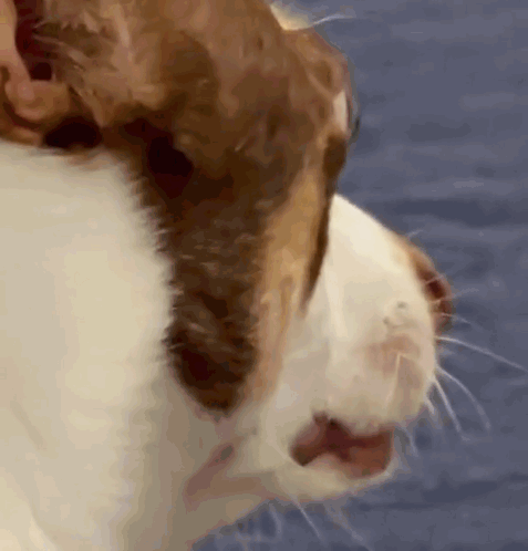 Close Up of Brown and White Dog's Face