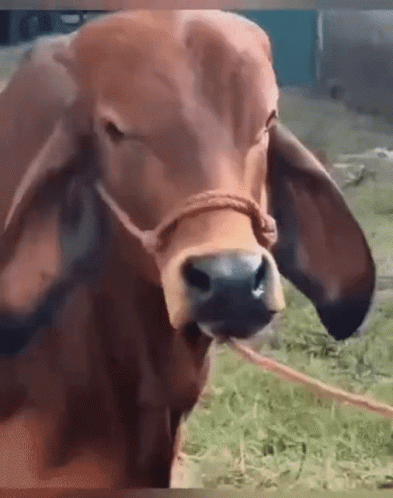 Close Up of Brown Cow with Rope