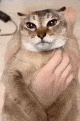 Close Up of Cat Being Held
