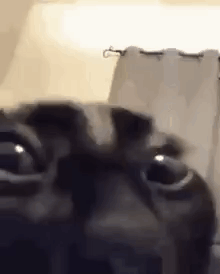 Close Up of Cat Eyes Looking at Camera