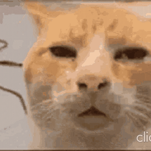 Close Up Of Cat Face Click GIF