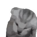 Close Up of Cat Face