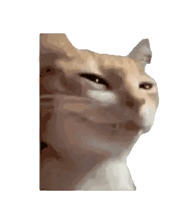 Close Up of Cat Face