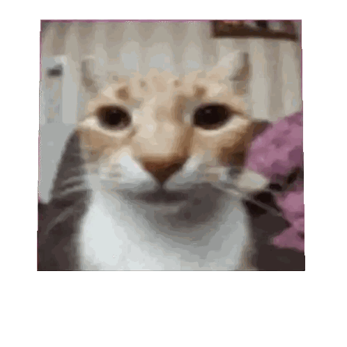 Close Up of Cat Face