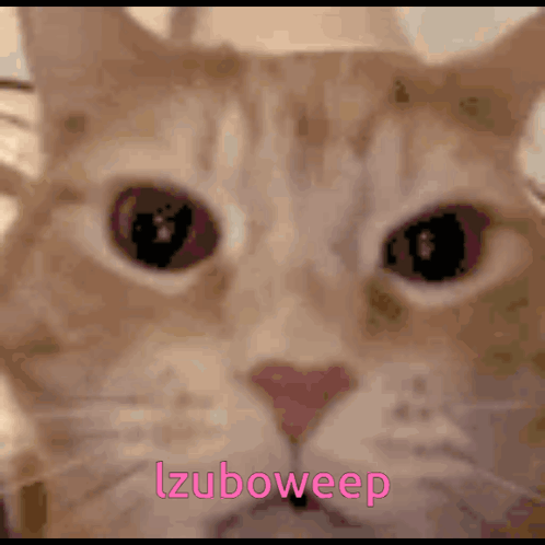 Close Up of Cat Face Izuboweep