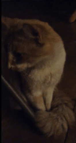 Close Up Of Cat Face GIF