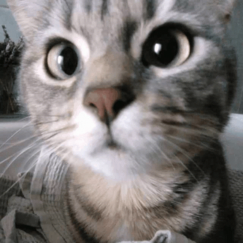 Close Up of Cat Face Looking at Camera