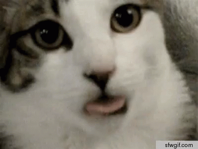 Close Up of Cat Face