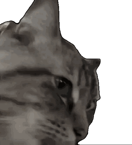 Close Up of Cat Face