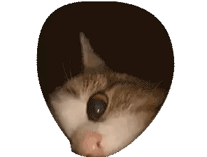 Close Up Of Cat Face Resembling Human Head