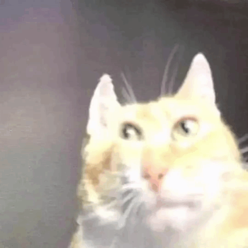 Close Up of Cat Face