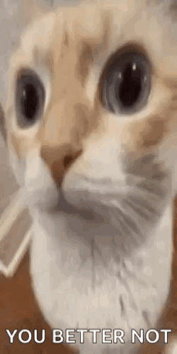 Close Up Of Cat Face Saying You Better Not GIF