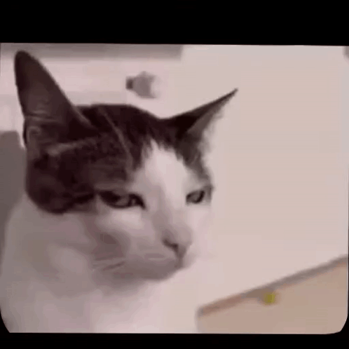 Close Up Of Cat Face GIF