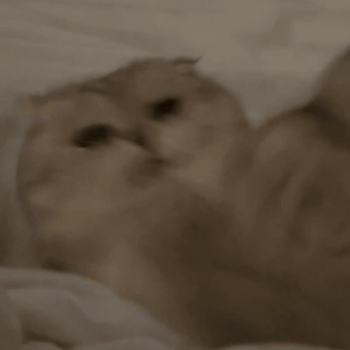 Close Up of Cat Face