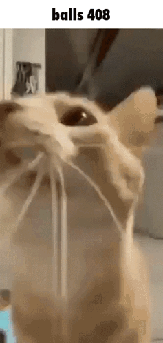 Close Up of Cat Face with Balls 408