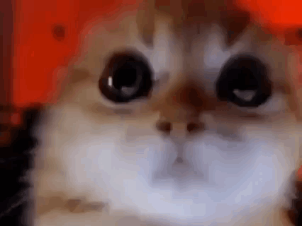 Close Up of Cat Face with Big Eyes