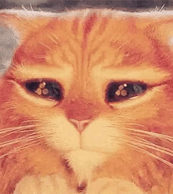 Close Up of Cat Face with Eyes Closed