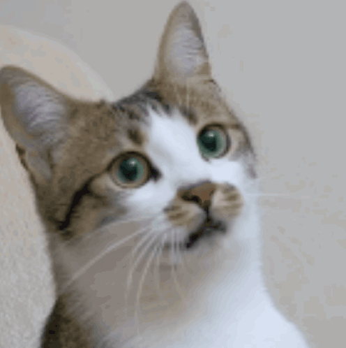 Close Up Of Cat Face With Green Eyes GIF