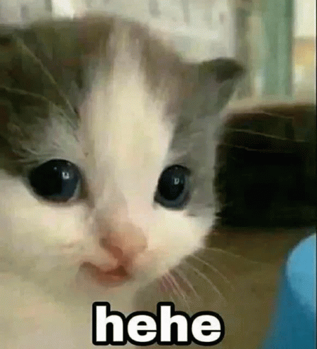 Close Up of Cat Face With Hee