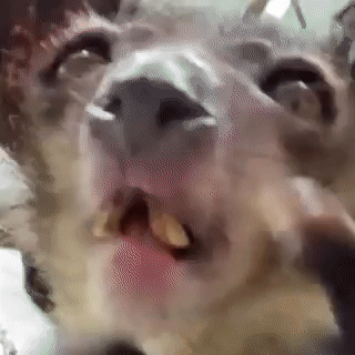 Close Up of Cat Face with Open Mouth