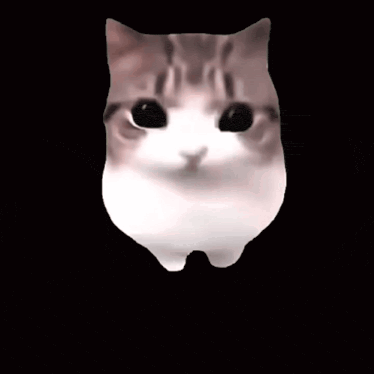 Close Up of Cat Face with Pink Blush