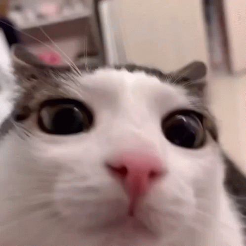 Close Up Of Cat Face With Pink Nose GIF