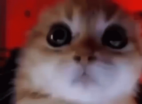 Close Up of Cat Face With Red Background