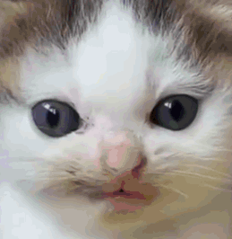Close Up Of Cat Face With Red Nose GIF