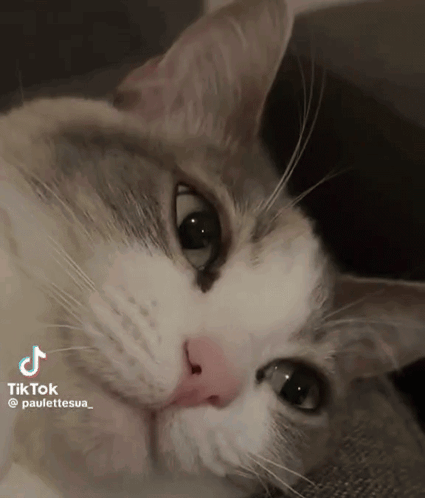 Close Up of Cat Face With TikTok Watermark