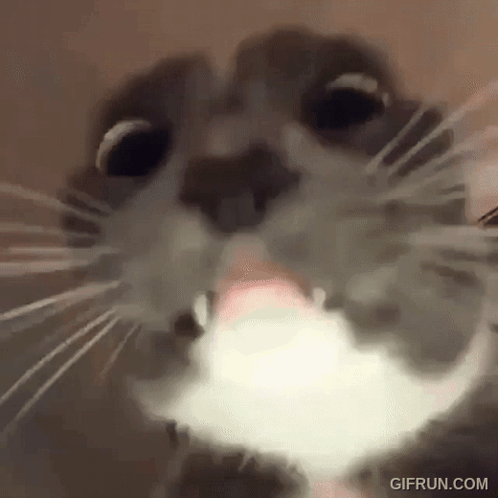Close Up of Cat Face with Tongue Out