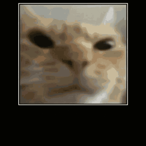 Close Up of Cat Face