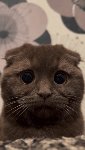 Close Up of Cat Face