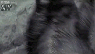 Close Up of Cat Fur With BBC Two 4gifs.com