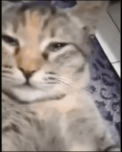 Close Up of Cat Laying on Blanket
