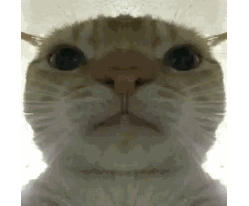Close-up of Cat Looking at Camera