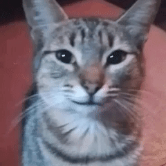 Close Up Of Cat Looking At Camera GIF