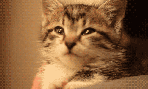 Close Up of Cat Looking Up