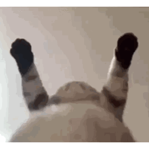Close Up of Cat Lying on Back