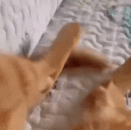Close Up Of Cat Lying On Bed GIF