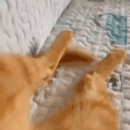 Close Up Of Cat Lying On Bed GIF