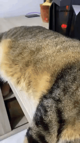 Close Up Of Cat Lying On Bed GIF