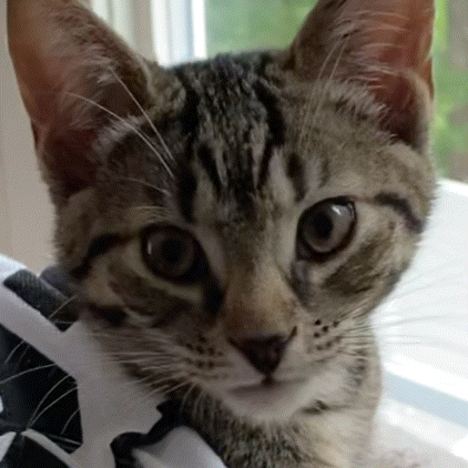 Close Up Of Cat's Face GIF