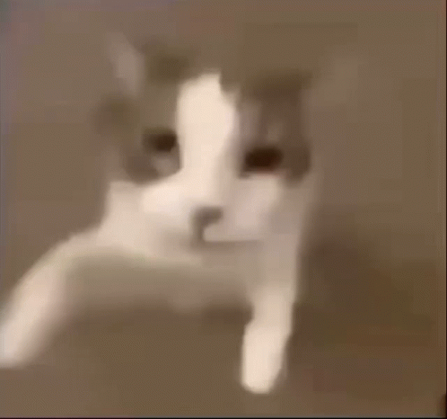 Close Up of Cat's Face