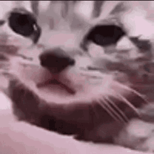 Close Up of Cat's Face Lying on Bed