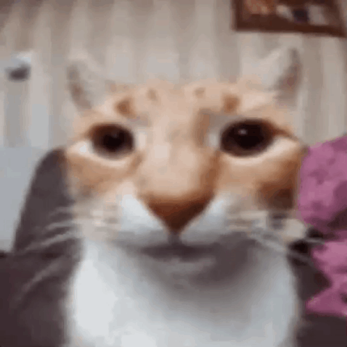 Close Up Of Cat's Face GIF