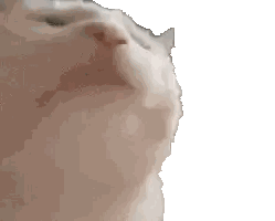 Close Up of Cat's Face with Eyes Closed