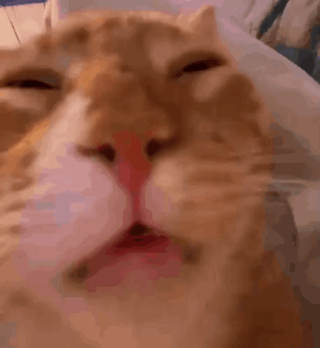 Close Up Of Cat's Face With Eyes Closed GIF