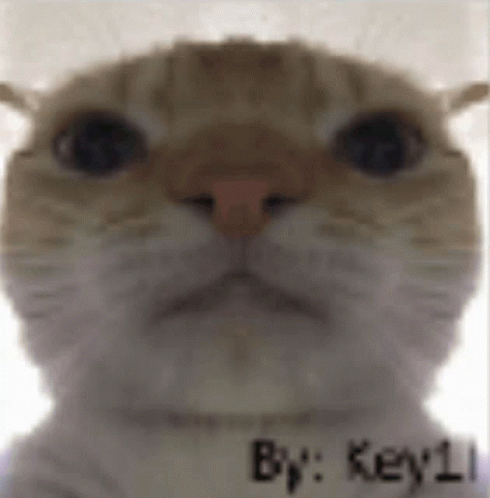 Close Up of Cat's Face With Words By Key 1