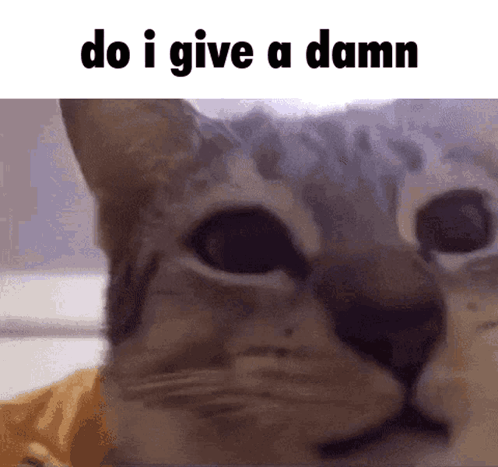 Close Up Of Cat Saying Do I Give A Damn GIF