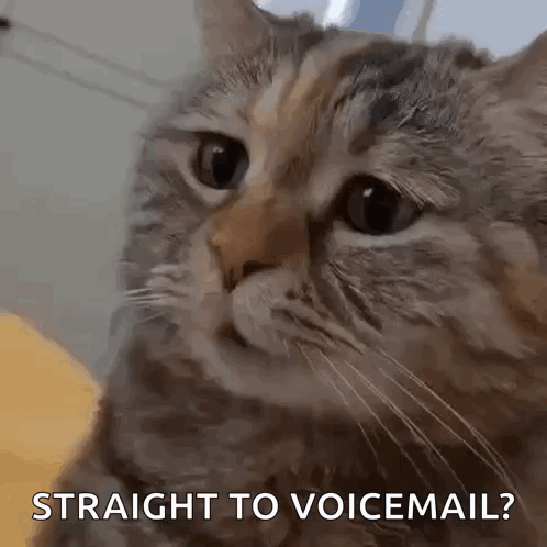 Close Up of Cat Saying Straight to Voicemail